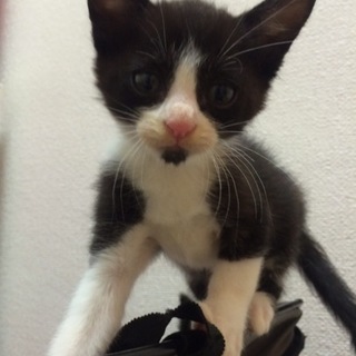 名古屋 まろんくんの里親様募集