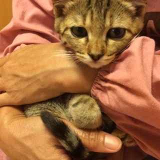 トライアル決定甘えたキジトラちゃん♀3か月