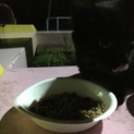 黒猫の里親募集
