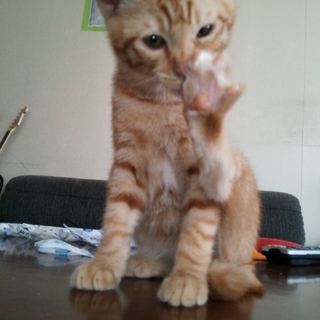 東日本大震災の被災猫の三世です。