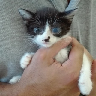 可愛い黒白３兄妹を助けて下さい！