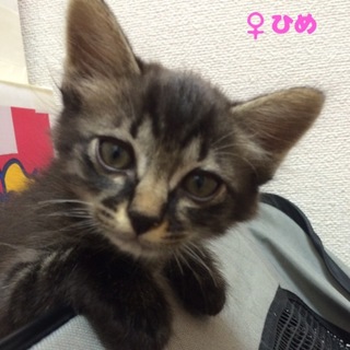 名古屋 ひめちゃんの里親様募集