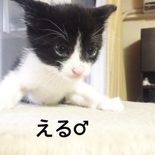 名古屋 えるくんの里親様募集