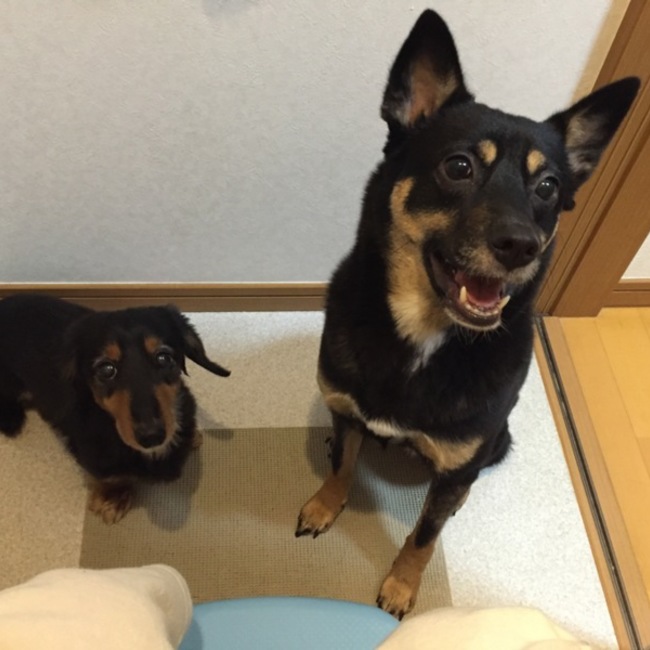 レインボースターのカバー写真