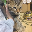 4ヶ月の可愛い子猫ちゃん♡
