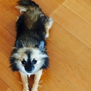 チワワの里親を募集します！