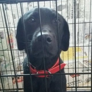 元気な３歳の黒ラブ