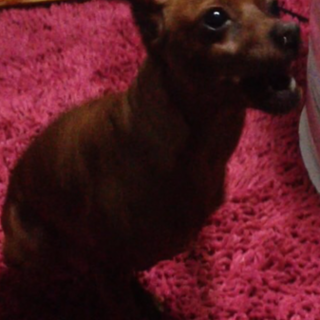 ミニチュアピンシャーです♪