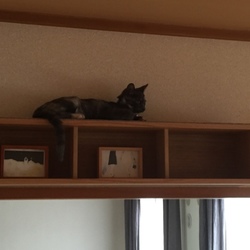 「キャットウォーク完成！」サムネイル2