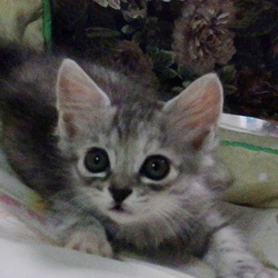 虐待の多い地域から救出２