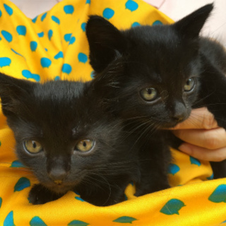 ルックスの良い黒猫女の子3姉妹