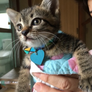 人馴れの良い雉トラ女の子