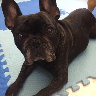 フレブル里親募集！