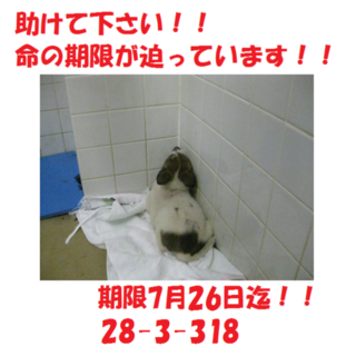 無事に新しい飼い主さんの元へ(^^♪感謝です☆