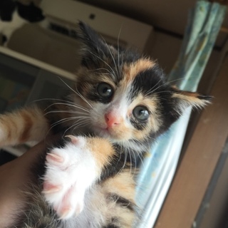 モデル級超可愛い三毛仔猫ちゃん