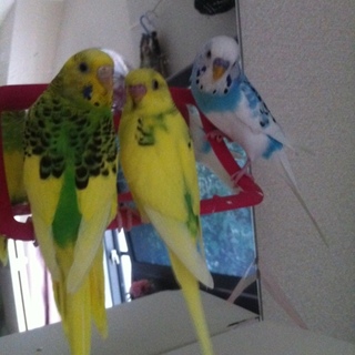 ３匹の元気な家族です