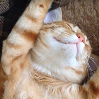 茶トラオスの里親募集