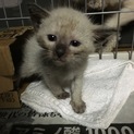 ラグドール風の美男仔元気いっぱい生後40日ぐらい