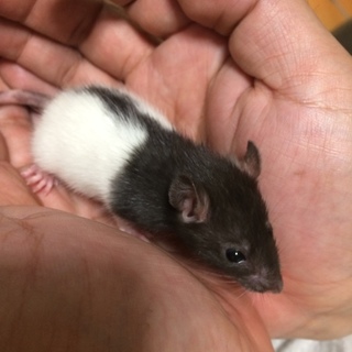 ファンシーラット(ベビー)♂♀里親様募集 