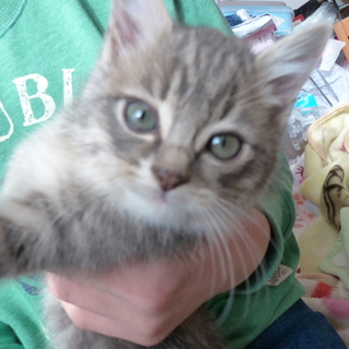 グレーっぽいキジトラ（？）のライム君