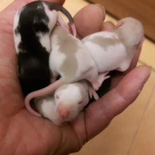 ファンシーラットおかげさまで里親決定