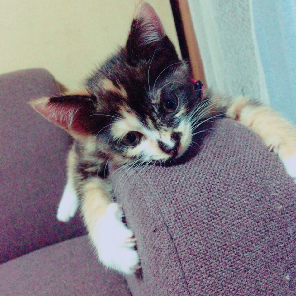 あられのカバー写真