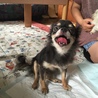 大人チワワですが サムネイル2