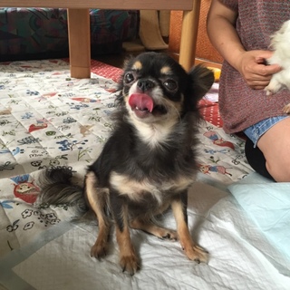 大人チワワですが