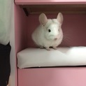 無事、良い里親様に巡り合うことができました。
