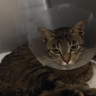 可愛がってくださる方お願いします。