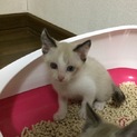 【交渉中】野良子猫保護しました。