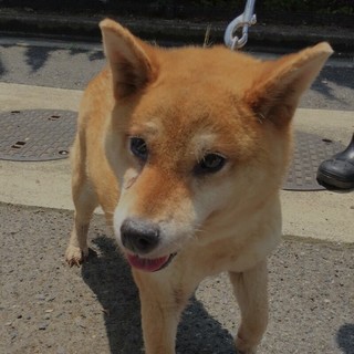 保健所出身のおばぁちゃん犬です