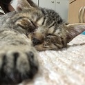 元気な猫ちゃんです