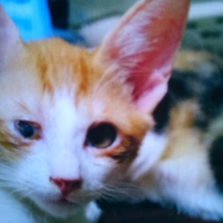 保護中の３ニャン