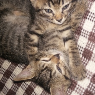 無事2匹の里親が決まりました。