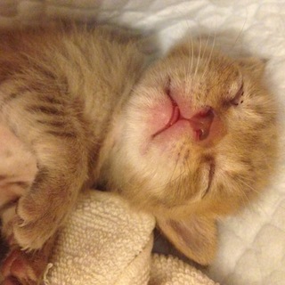 捨て猫ちゃんです！