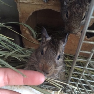 デグー 3ヶ月 里親様募集