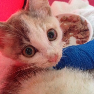 推定生後2カ月、メスの三毛猫ちゃんです。