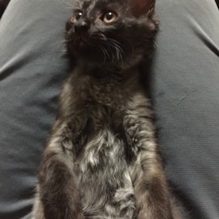 黒銀のジミーくん