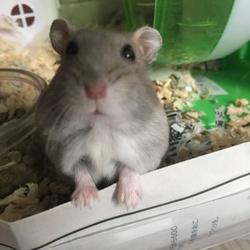 「おやつにかぼちゃ種」サムネイル1