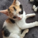 三毛猫ちゃん