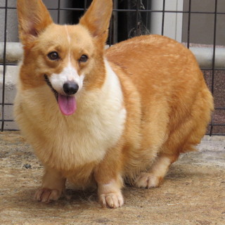 コーギー女の子５歳