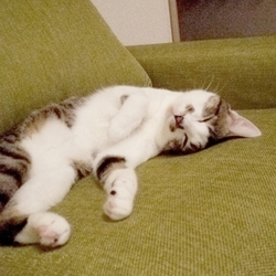 大きくなりました