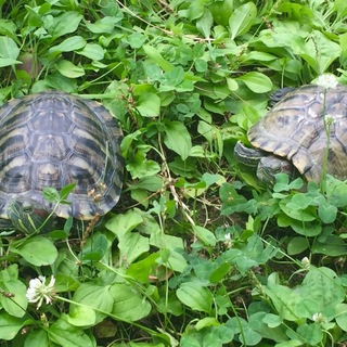 里親決定しました！ありがとうございます！