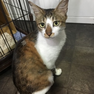 【避妊済】引っ越しで捨てられました