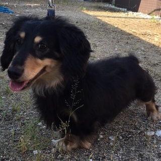 人懐っこいMダックス（オス）3歳