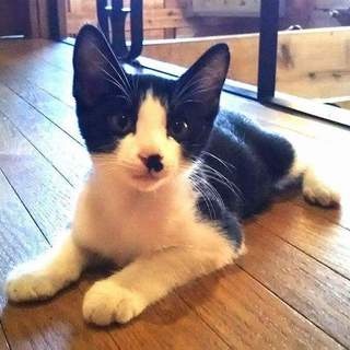 代理募集・M家のもうちゃん