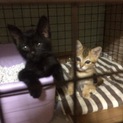 できれば2匹一緒にお願いします