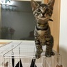 ここあ