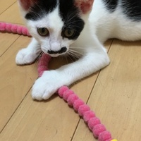 かりん